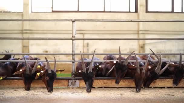 Кози Їдять Зерно Паркану Фермі Штовхаючи Один Одного Високоякісні Кадри — стокове відео