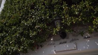 Stone wall of an old mansion entwined with thick green ivy. High quality FullHD footage