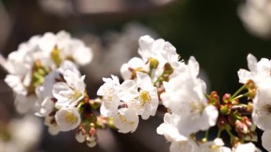 Cherry tree blooming with white flowers. Macro. High quality 4k footage