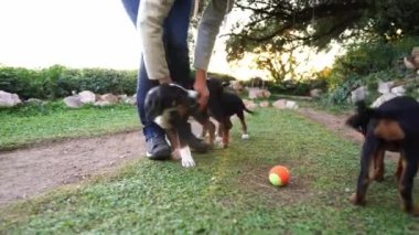 Young woman playing with puppies on green grass. High quality 4k footage