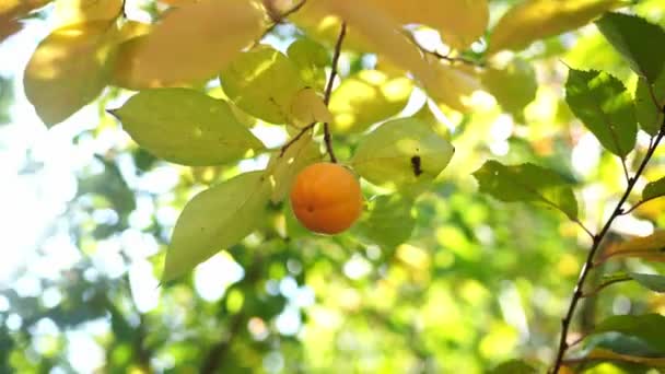 Orange Persimmon Yellow Foliage Hanging Tree Branch High Quality Footage — Stockvideo