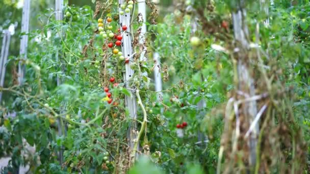 枝条上成熟的和未成熟的西红柿是沿着床的支撑物织成的 高质量的4K镜头 — 图库视频影像