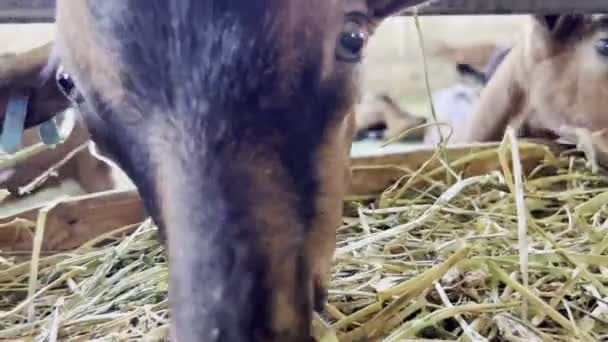 Les Chèvres Mangent Foin Penchant Hors Clôture Paddock Gros Plan — Video