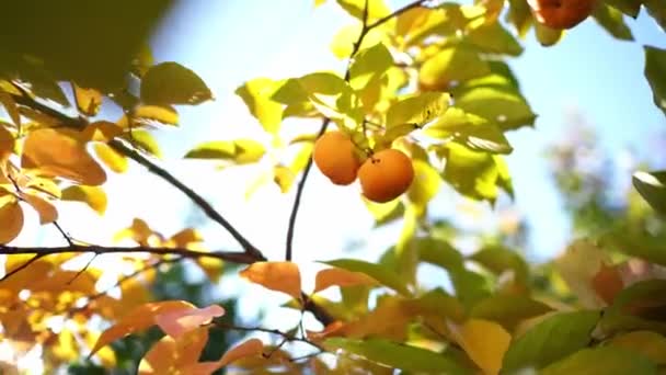 Juicy Persimmon Hangs Branches Tree Bright Sunlight High Quality Footage — Wideo stockowe