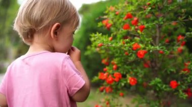 Little girl picks a red berry from a green bush and puts it in her mouth. High quality 4k footage