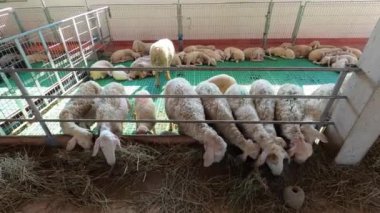 Herd of white sheep eats hay from behind a fence in a paddock. High quality 4k footage