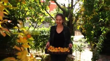 Farmer girl walks with a box of persimmons in the garden and picks fruit. High quality 4k footage