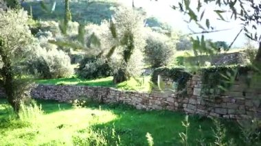 Green olive trees in a grove with tiers of stone fences. High quality FullHD footage