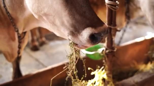 Αγελάδες Μασάνε Σανό Από Έναν Τροφοδότη Ενώ Στέκονται Ένα Στάβλο — Αρχείο Βίντεο