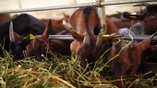Las Cabras Hambrientas Comen Heno Detrás Una Cerca Paddock Imágenes — Vídeos de Stock