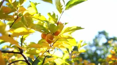 Ripe juicy persimmon fruits on the upper branches of a tree under the bright sun. High quality 4k footage