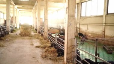 Goats on the farm eating hay leaning out from behind the fences in the paddocks. High quality 4k footage