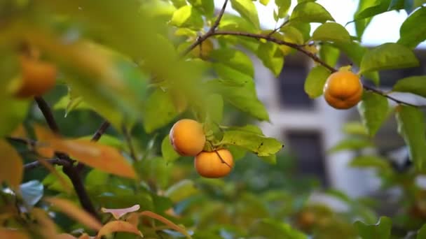 Los Frutos Amarillos Caqui Maduran Ramas Verdes Imágenes Alta Calidad — Vídeos de Stock