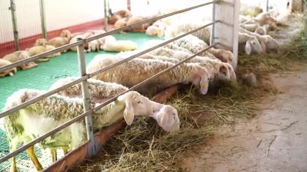 Białe Owce Jedzące Siano Wychylające Się Padoku Wysokiej Jakości Materiał — Wideo stockowe