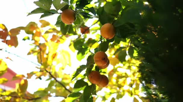 Scattering Orange Ripe Persimmons Green Branches High Quality Footage — Stockvideo