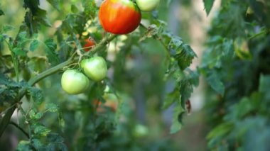 Green and ripe tomatoes hang on branches on a bush. High quality 4k footage