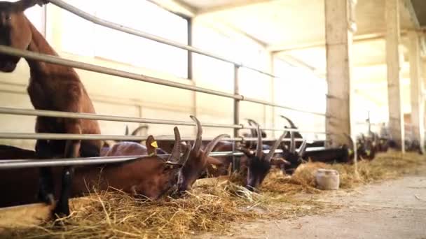 山羊从栅栏后面的围场里吃干草 它们的嘴在动 很滑稽 高质量的4K镜头 — 图库视频影像
