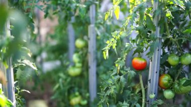 Tomatoes starting to turn red on green bushes attached to supports. High quality 4k footage