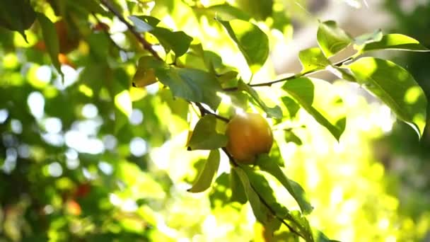 Sunlight Breaks Green Leaves Branch Ripe Persimmons High Quality Footage — Stockvideo