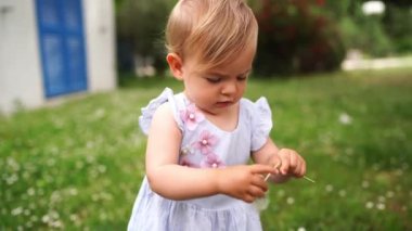 Little girl waves a dandelion from which fluff flies on a lawn. High quality 4k footage