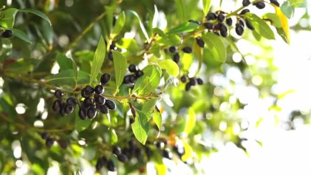 Las Ramas Verdes Con Aceitunas Negras Maduras Balancean Viento Imágenes — Vídeo de stock