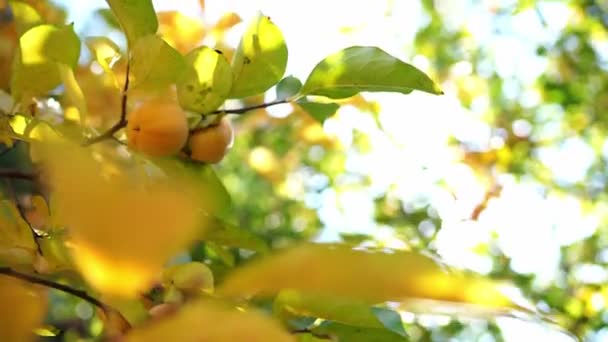Persimmons Trees Backdrop Bright Radiance Sun High Quality Footage — Stockvideo