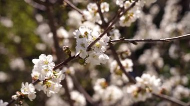 Blossoming cherry branches sway slightly in the wind. High quality 4k footage