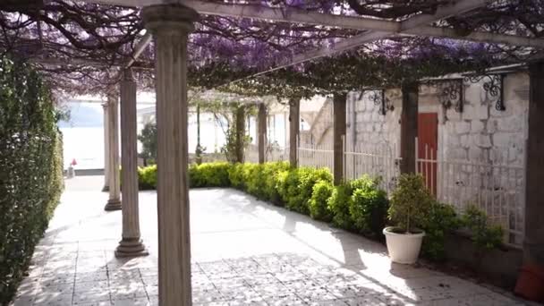 庭のペルゴラは紫色の藤で飾られていました 高品質のフルHd映像 — ストック動画