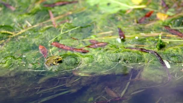 Green Frog Sits Tussock Branches Algae Pond High Quality Footage — Stock Video