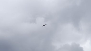 Bird flies high in the cloudy sky, flapping its wings. High quality 4k footage