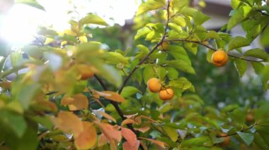 Ripe persimmon hanging on the green branches of a tree under the bright sun. High quality 4k footage