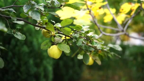 Wind Gently Sways Green Leaves Quince Branch High Quality Footage — Wideo stockowe