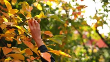 Woman hand plucks a ripe persimmon from a tree branch. High quality 4k footage