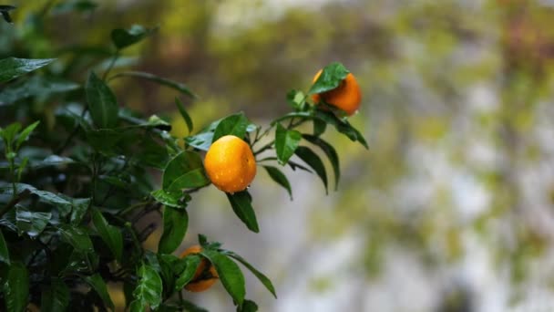 Las Mandarinas Amarillas Balancean Sobre Ramas Verdes Bajo Lluvia Imágenes — Vídeos de Stock