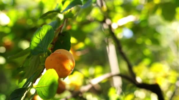 在阳光下晒熟的柿子挂在一根绿色的枝子上 高质量的4K镜头 — 图库视频影像