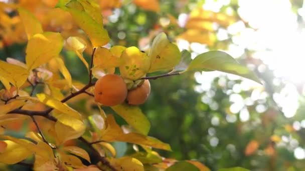 Ripe Persimmon Autumn Leaves Backdrop Sunlight High Quality Footage — ストック動画