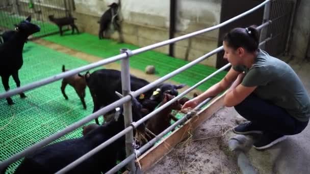 Young Woman Feeding Hay Herd Goats Paddock Farm High Quality — Vídeo de Stock