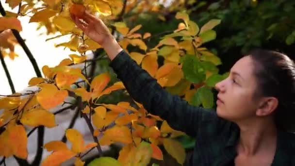 Κηπουρός Που Συλλέγει Ώριμους Λωτούς Από Δέντρα Στον Κήπο Του — Αρχείο Βίντεο