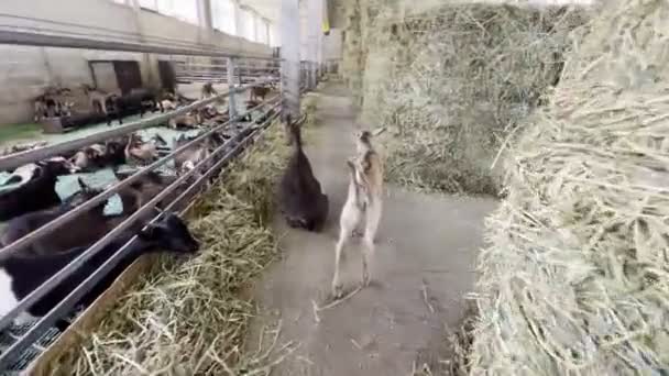 Goatlings Walk Hay Bales Farm Next Fenced Goat Paddock High — Video Stock