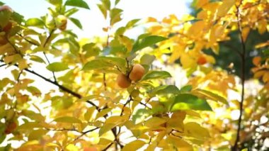 Branches with yellow leaves and ripe persimmon flutter in the wind. High quality 4k footage