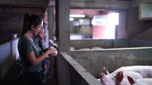 妈妈抱着一个小女孩 用围场里的卷心菜喂小猪 高质量的4K镜头 — 图库视频影像