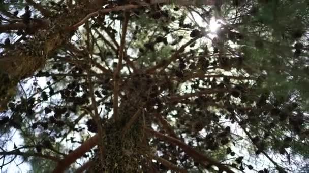 Cones Hang Fir Branches Background Sky Sunlight High Quality Footage — Vídeo de Stock