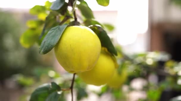 Ripe Large Quince Fruits Sway Green Branches High Quality Footage — Stockvideo