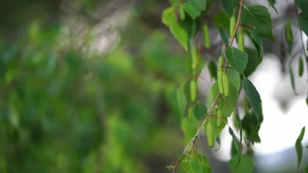 바람에 흔들리는 나뭇잎 사이에 자작나무 꽃이삭 고품질 — 비디오