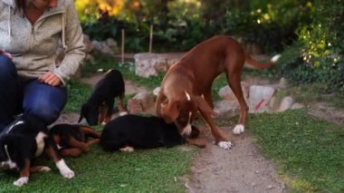 Köpekli köpek, parkta onları besleyen bir kızın yanında oynuyor. Yüksek kalite 4k görüntü