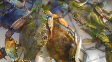 Live crabs move their claws and release bubbles into container of water. High quality 4k footage
