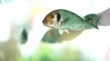 Silvery fish swim in an aquarium moving their fins. High quality 4k footage