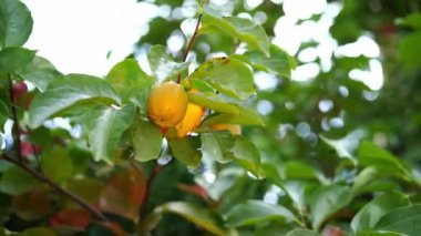 Ripe persimmon hangs on branches among dense green leaves. High quality 4k footage