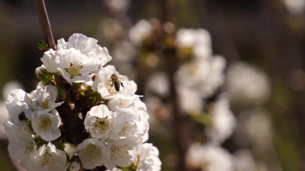 Včely Létají Květu Květu Kvetoucích Třešních Makro Vysoce Kvalitní Záběry — Stock video