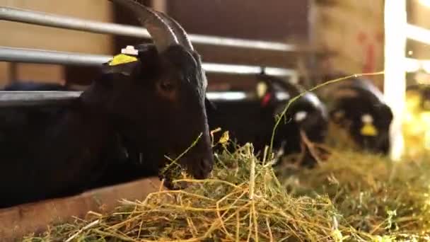Black Goats Eat Hay Pulling Bundles Pile High Quality Footage — Stock video
